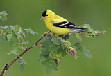 Image. American Goldfinch