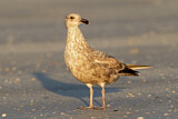 Image. American Herring Gull