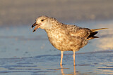 Image. American Herring Gull