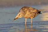 Image. American Herring Gull