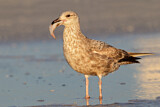 Image. American Herring Gull