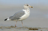 Image. American Herring Gull