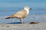 Image. American Herring Gull