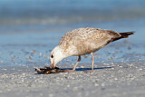 Image. American Herring Gull