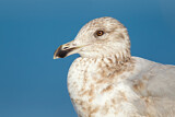 Image. American Herring Gull