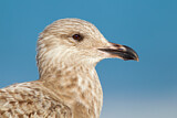 Image. American Herring Gull