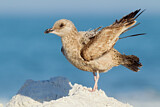 Image. American Herring Gull