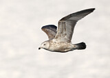 Image. American Herring Gull