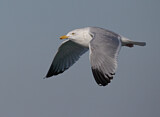 Image. American Herring Gull