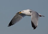 Image. American Herring Gull