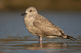 Image. American Herring Gull