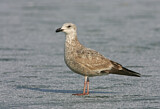 Image. American Herring Gull