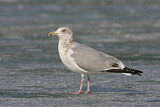 Image. American Herring Gull