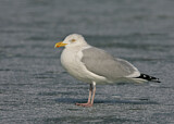 Image. American Herring Gull
