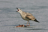 Image. American Herring Gull