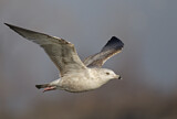 Image. American Herring Gull