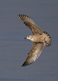 Image. American Herring Gull