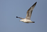 Image. American Herring Gull