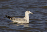 Image. American Herring Gull