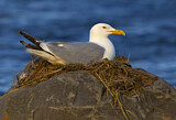 Image. American Herring Gull