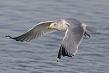 Image. American Herring Gull