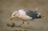 Image. American Herring Gull