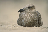 Image. American Herring Gull
