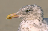 Image. American Herring Gull