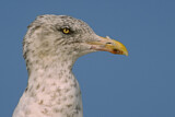 Image. American Herring Gull