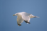 Image. American Herring Gull