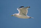 Image. American Herring Gull