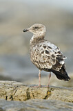 Image. American Herring Gull