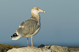 Image. American Herring Gull