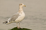 Image. American Herring Gull