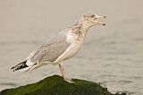Image. American Herring Gull