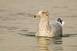 Image. American Herring Gull
