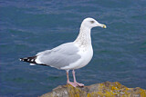 Image. American Herring Gull