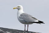 Image. American Herring Gull