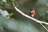 Image. American Pygmy Kingfisher