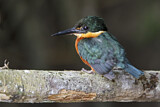 Image. American Pygmy Kingfisher