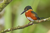 Image. American Pygmy Kingfisher
