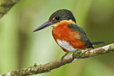 Image. American Pygmy Kingfisher