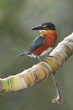 Image. American Pygmy Kingfisher