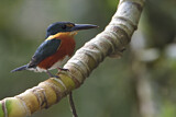 Image. American Pygmy Kingfisher