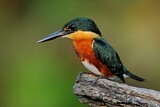 Image. American Pygmy Kingfisher
