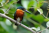 Image. American Pygmy Kingfisher