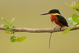 Image. American Pygmy Kingfisher