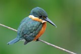 Image. American Pygmy Kingfisher