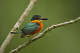 Image. American Pygmy Kingfisher