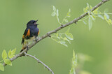 Image. American Redstart